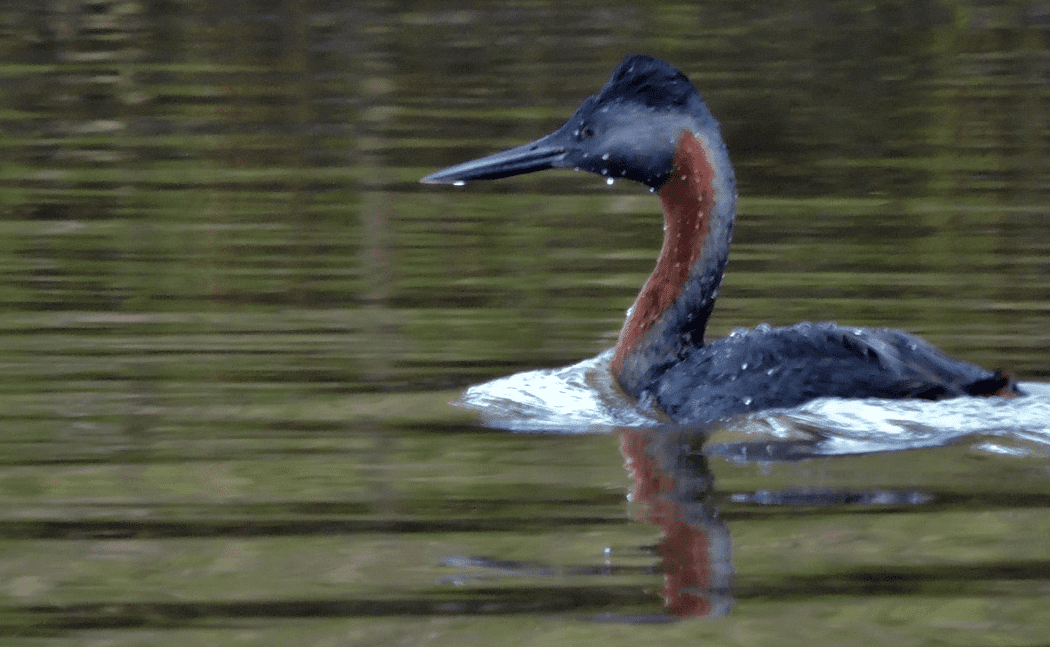 Birdwatching: Peruíbe ganha quatro novos registros de aves, neste mês de agosto