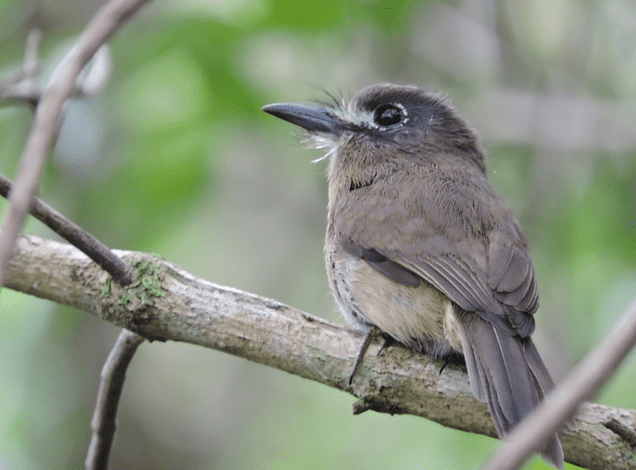 Birdwatching: Setembro “rende” 19 novos registros ornitológicos para Peruíbe, no Wikiaves