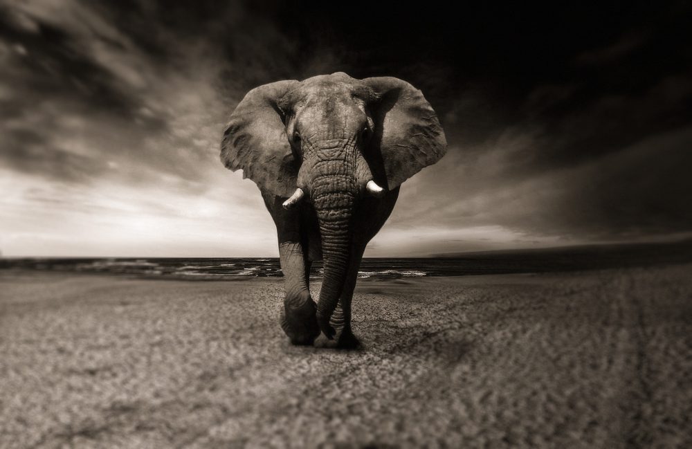 Áudio Conto: Dose para elefante