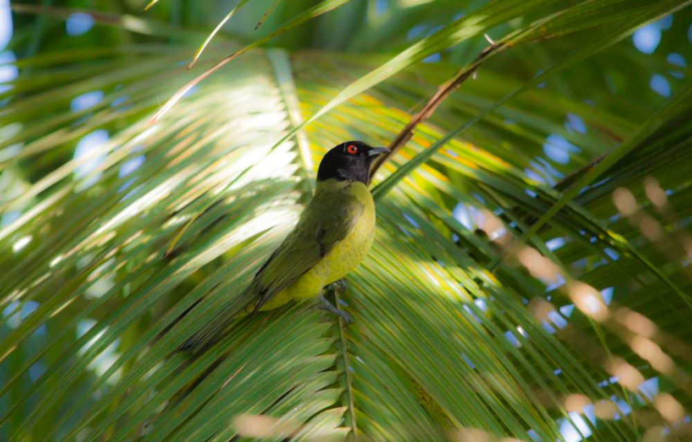 Birdwatching: Conheça os novos registros feitos na Zona Rural de Peruíbe