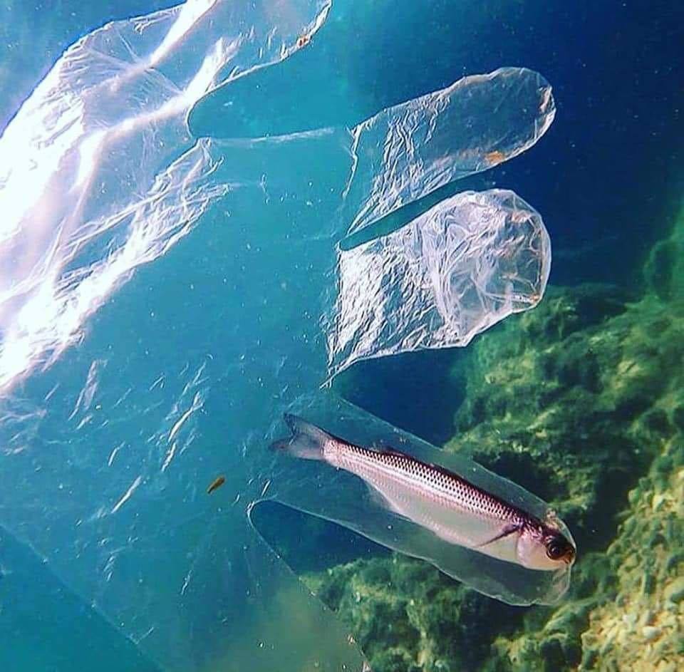 Imagens Fortes Lixo No Mar Causa A Morte De Centenas De Animais Marinhos Editoria Livre