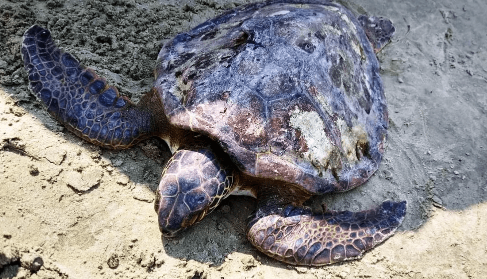 ONG resgata tartaruga e recolhe mais de 800 kg de lixo na Praia do Costão