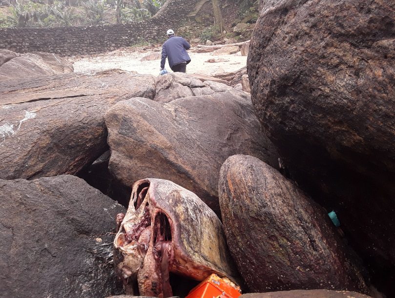 ONG recolhe mais de 300 kg de lixo e encontra tartaruga morta em Peruíbe