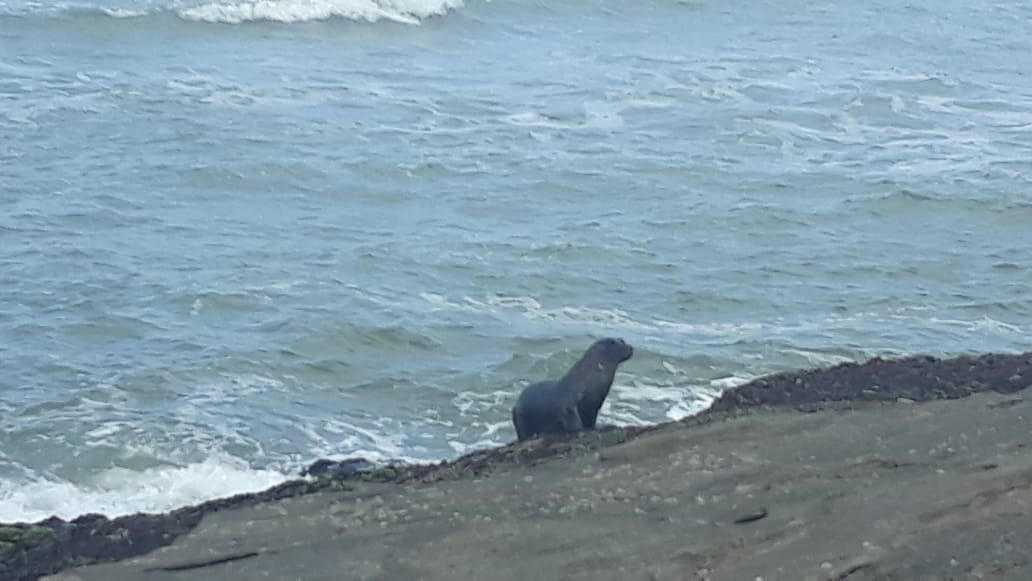 Vídeo: Lobo-marinho aparece em praia do Litoral Sul de SP